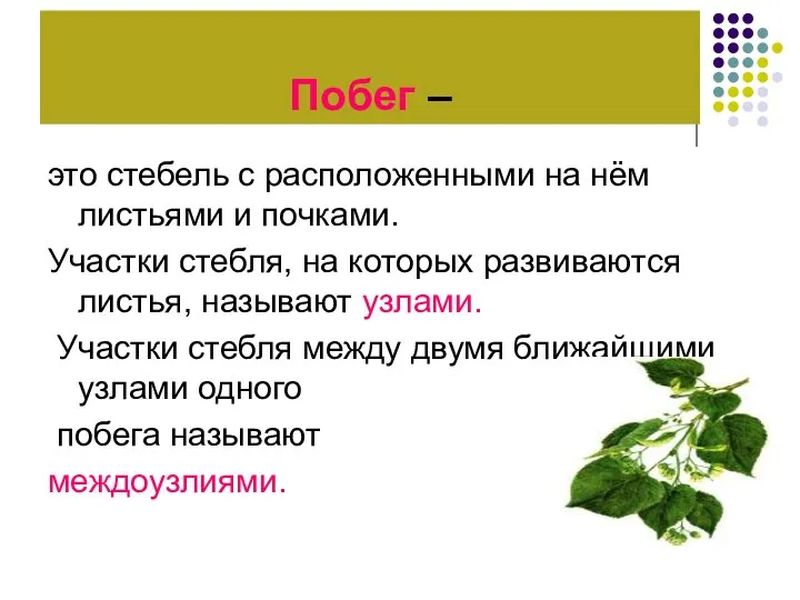 Побег – это стебель с расположенными на нём листьями и почками.