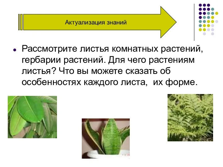 Актуализация знаний Рассмотрите листья комнатных растений, гербарии растений. Для чего растениям