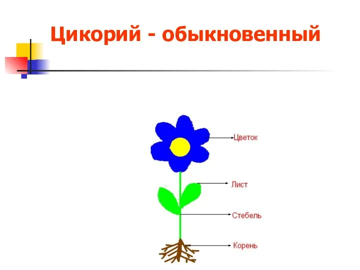 Цикорий - обыкновенный