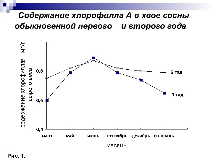 Содержание хлорофилла А в хвое сосны обыкновенной первого и второго года Рис. 1.