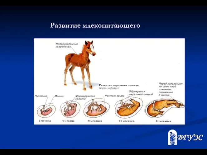 Развитие млекопитающего