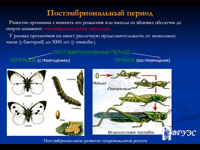 Постэмбриональный период Развитие организма с момента его рождения или выхода из