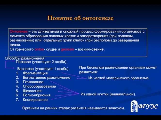 Онтогенез – это длительный и сложный процесс формирования организмов с момента