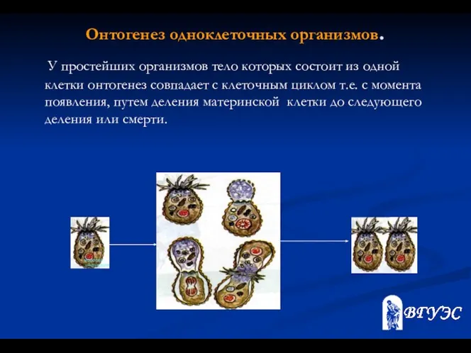 Онтогенез одноклеточных организмов. У простейших организмов тело которых состоит из одной