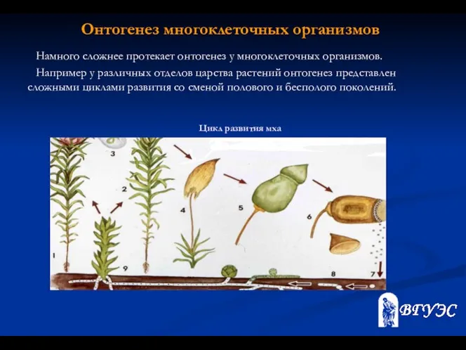 Онтогенез многоклеточных организмов Намного сложнее протекает онтогенез у многоклеточных организмов. Например