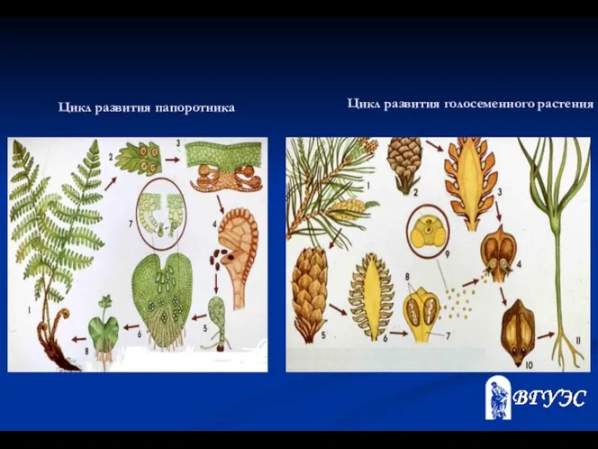 Цикл развития папоротника Цикл развития голосеменного растения