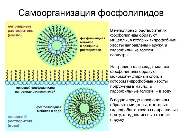 Самоорганизация фосфолипидов В неполярных растворителях фосфолипиды образуют мицеллы, в которых гидрофобные