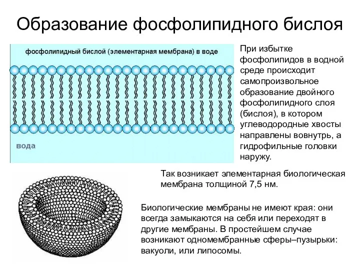 Образование фосфолипидного бислоя При избытке фосфолипидов в водной среде происходит самопроизвольное