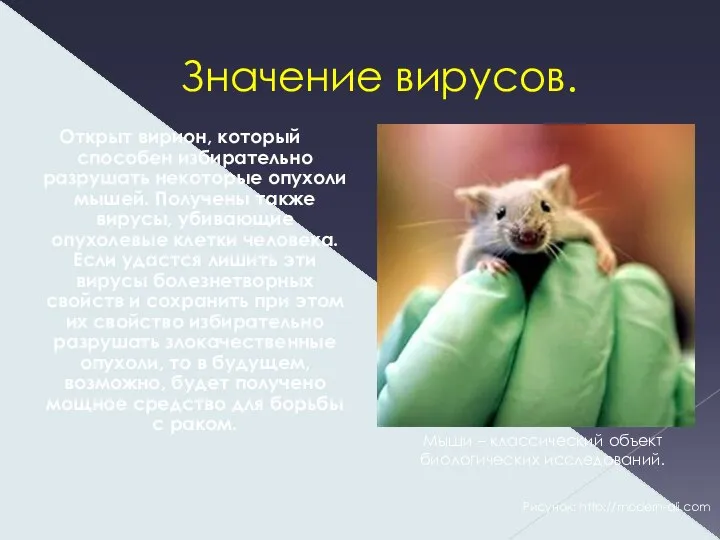 Значение вирусов. Открыт вирион, который способен избирательно разрушать некоторые опухоли мышей.