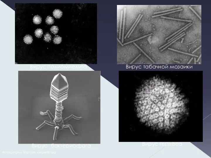 Вирус полиомиелита Вирус герпеса Вирус табачной мозаики Вирус бактериофага Фотографии: http://de.wikipedia.org