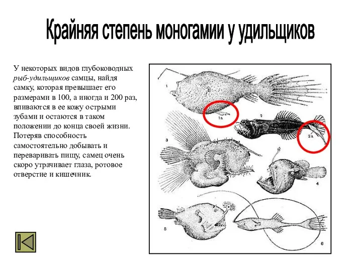 У некоторых видов глубоководных рыб-удильщиков самцы, найдя самку, которая превышает его