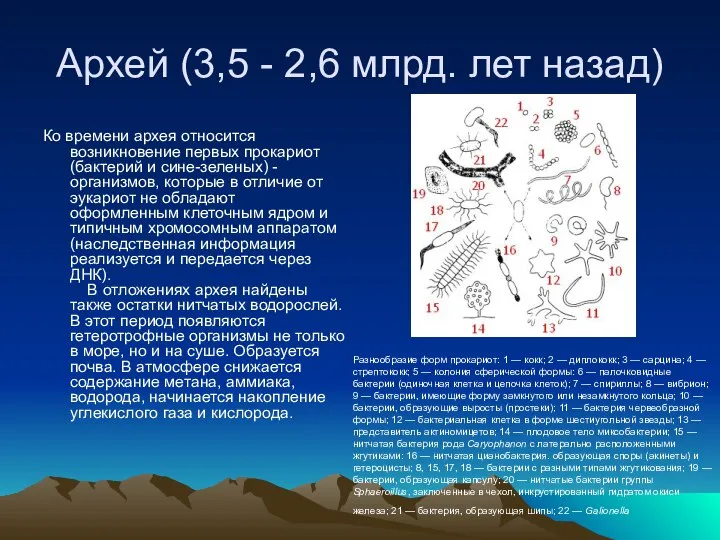 Архей (3,5 - 2,6 млрд. лет назад) Ко времени архея относится