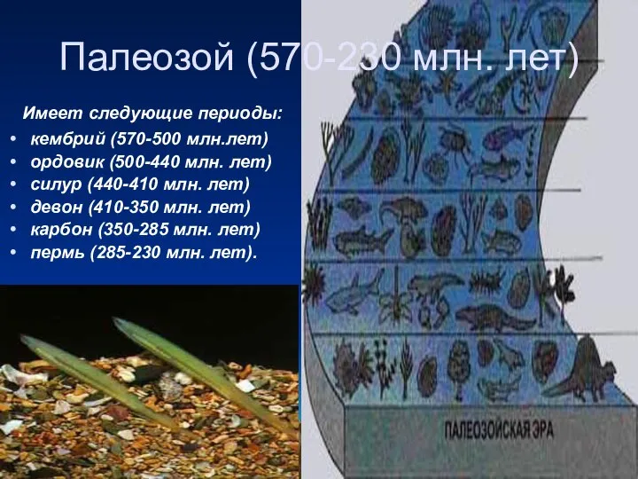 Палеозой (570-230 млн. лет) Имеет следующие периоды: кембрий (570-500 млн.лет) ордовик