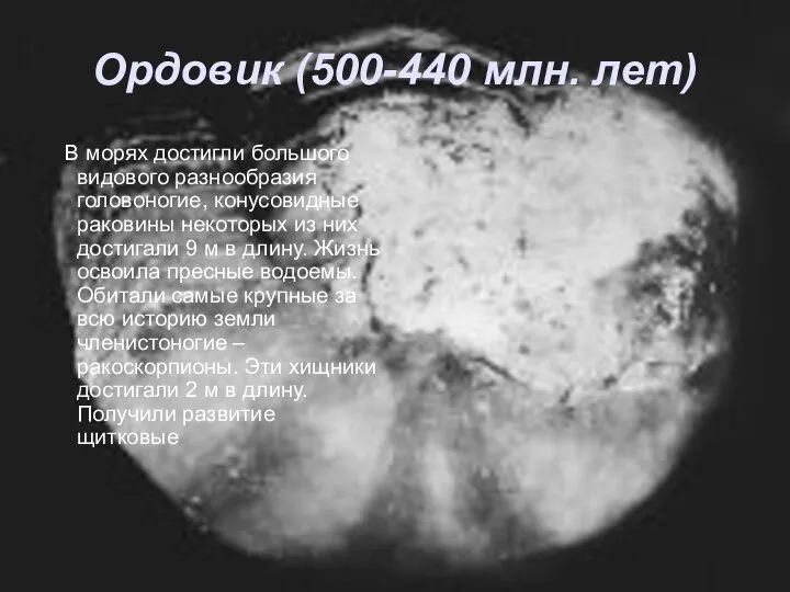 Ордовик (500-440 млн. лет) В морях достигли большого видового разнообразия головоногие,