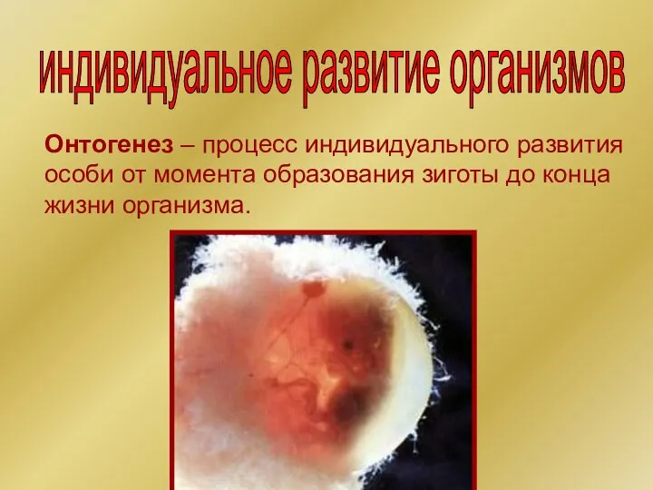 индивидуальное развитие организмов Онтогенез – процесс индивидуального развития особи от момента