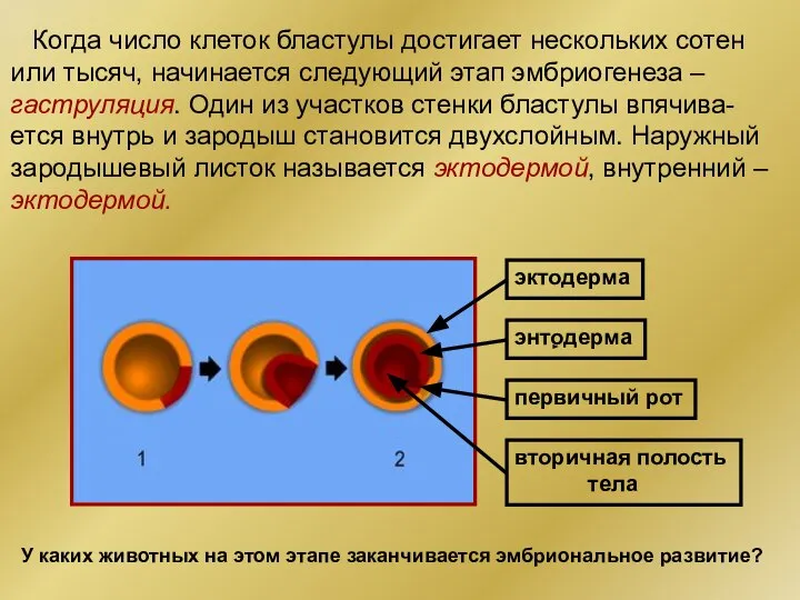 Когда число клеток бластулы достигает нескольких сотен или тысяч, начинается следующий