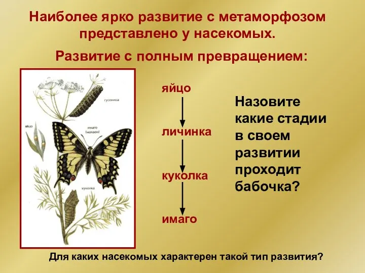 Наиболее ярко развитие с метаморфозом представлено у насекомых. Развитие с полным