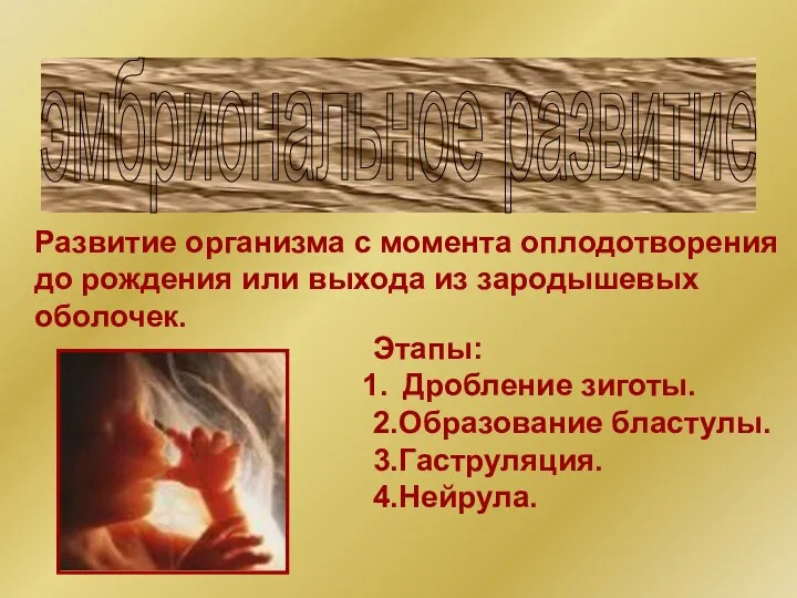 эмбриональное развитие Развитие организма с момента оплодотворения до рождения или выхода