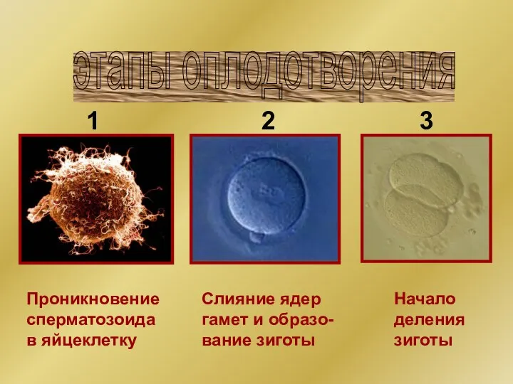 Проникновение сперматозоида в яйцеклетку Слияние ядер гамет и образо- вание зиготы