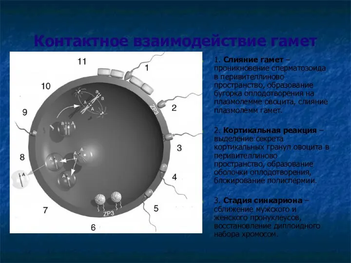 Контактное взаимодействие гамет 1. Слияние гамет – проникновение сперматозоида в перивителлиново