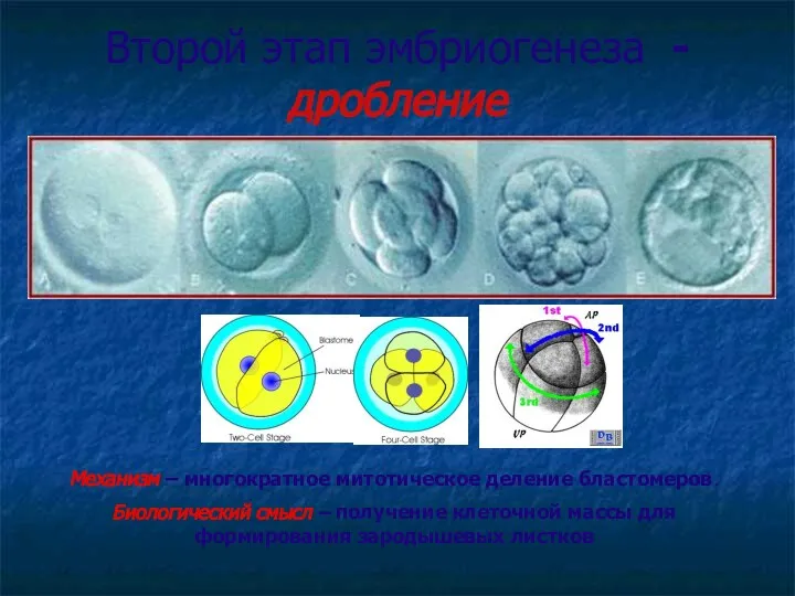 Механизм – многократное митотическое деление бластомеров. Биологический смысл – получение клеточной