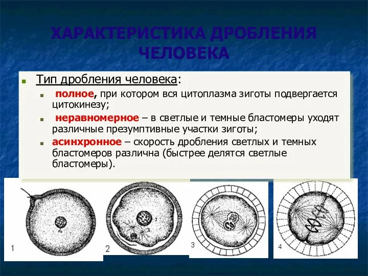 ХАРАКТЕРИСТИКА ДРОБЛЕНИЯ ЧЕЛОВЕКА Тип дробления человека: полное, при котором вся цитоплазма