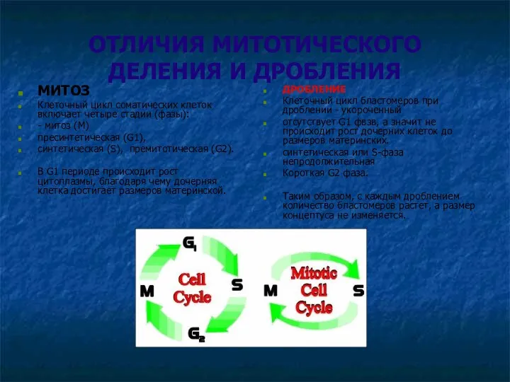 ОТЛИЧИЯ МИТОТИЧЕСКОГО ДЕЛЕНИЯ И ДРОБЛЕНИЯ ДРОБЛЕНИЕ Клеточный цикл бластомеров при дроблении