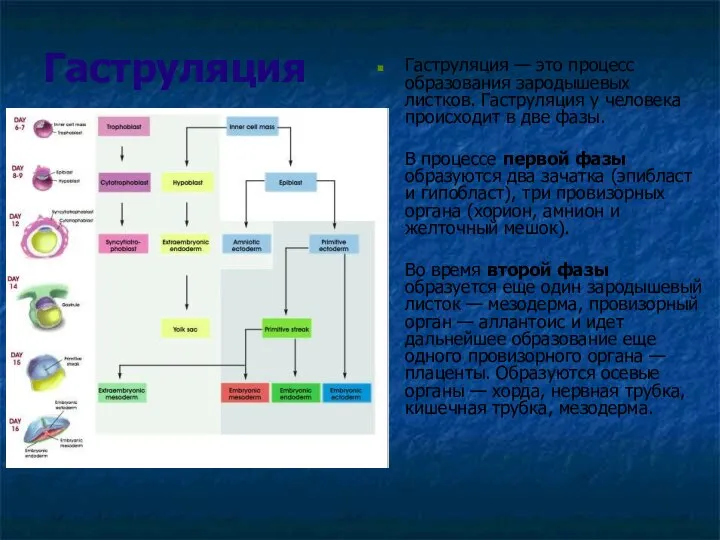 Гаструляция Гаструляция — это процесс образования зародышевых листков. Гаструляция у человека