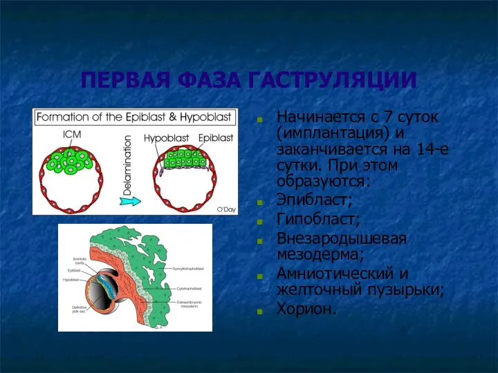 ПЕРВАЯ ФАЗА ГАСТРУЛЯЦИИ Начинается с 7 суток (имплантация) и заканчивается на