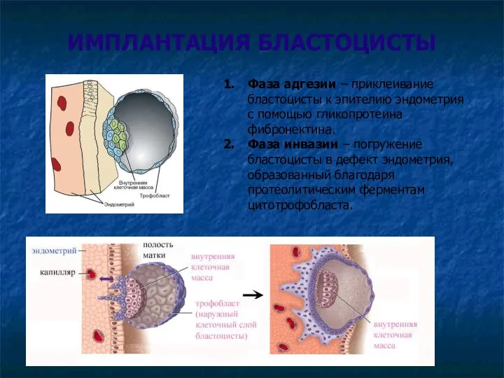 ИМПЛАНТАЦИЯ БЛАСТОЦИСТЫ Фаза адгезии – приклеивание бластоцисты к эпителию эндометрия с