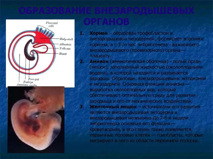 ОБРАЗОВАНИЕ ВНЕЗАРОДЫШЕВЫХ ОРГАНОВ Хорион – образован трофобластом и внезародышевой мезодермой; формирует