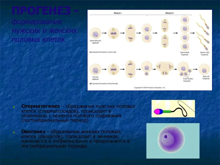 ПРОГЕНЕЗ - формирование мужских и женских половых клеток Сперматогенез – образование