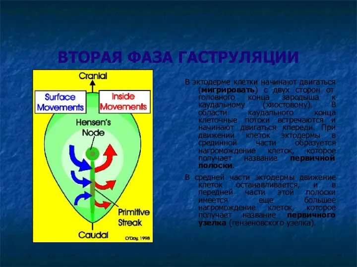 ВТОРАЯ ФАЗА ГАСТРУЛЯЦИИ В эктодерме клетки начинают двигаться (мигрировать) с двух