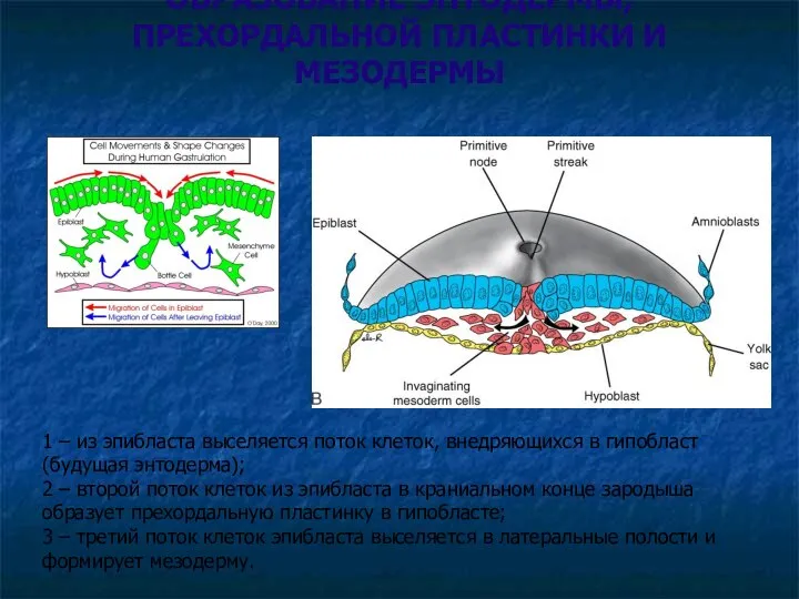 ОБРАЗОВАНИЕ ЭНТОДЕРМЫ, ПРЕХОРДАЛЬНОЙ ПЛАСТИНКИ И МЕЗОДЕРМЫ 1 – из эпибласта выселяется