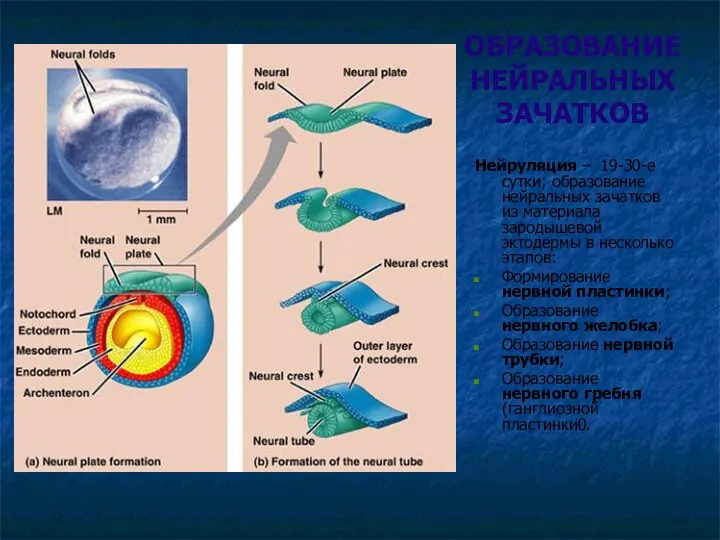 ОБРАЗОВАНИЕ НЕЙРАЛЬНЫХ ЗАЧАТКОВ Нейруляция – 19-30-е сутки; образование нейральных зачатков из