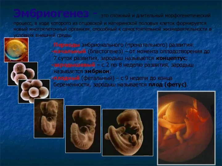 Эмбриогенез - это сложный и длительный морфогенетический процесс, в ходе которого