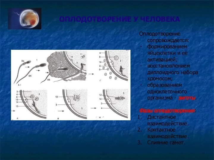 ОПЛОДОТВОРЕНИЕ У ЧЕЛОВЕКА Оплодотворение сопровождается: формированием яйцеклетки и ее активацией; восстановлением