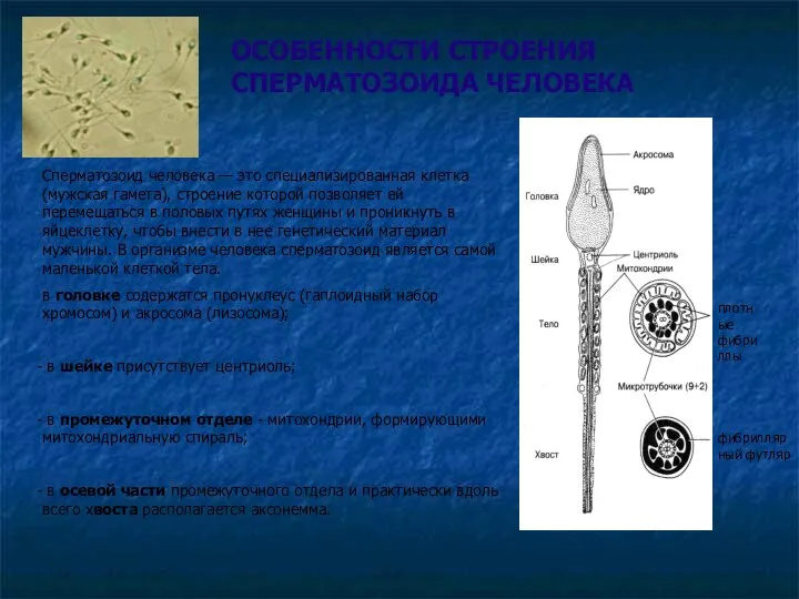 Сперматозоид человека — это специализированная клетка (мужская гамета), строение которой позволяет
