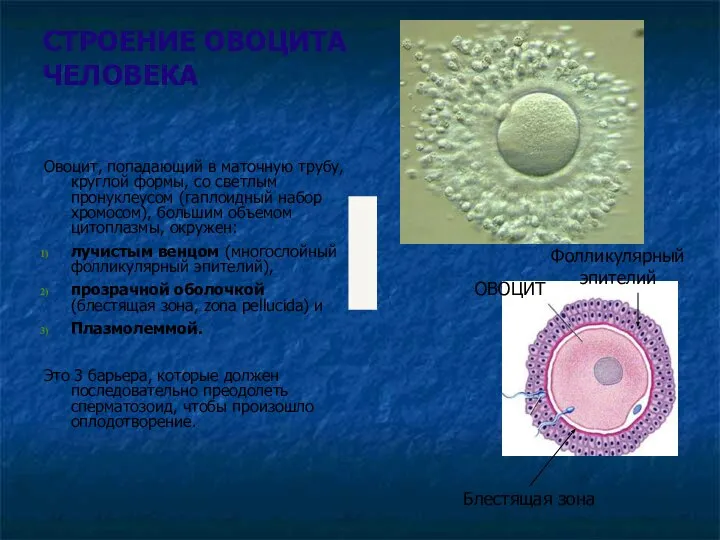 СТРОЕНИЕ ОВОЦИТА ЧЕЛОВЕКА Овоцит, попадающий в маточную трубу, круглой формы, со