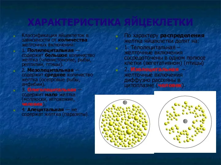 ХАРАКТЕРИСТИКА ЯЙЦЕКЛЕТКИ Классификация яйцеклеток в зависимости от количества желточных включений: 1.