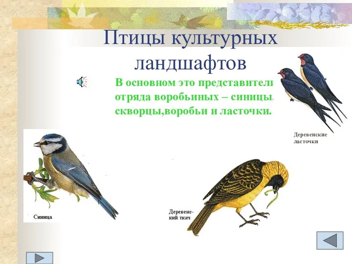 Птицы культурных ландшафтов В основном это представители отряда воробьиных – синицы,скворцы,воробьи и ласточки. Деревенские ласточки