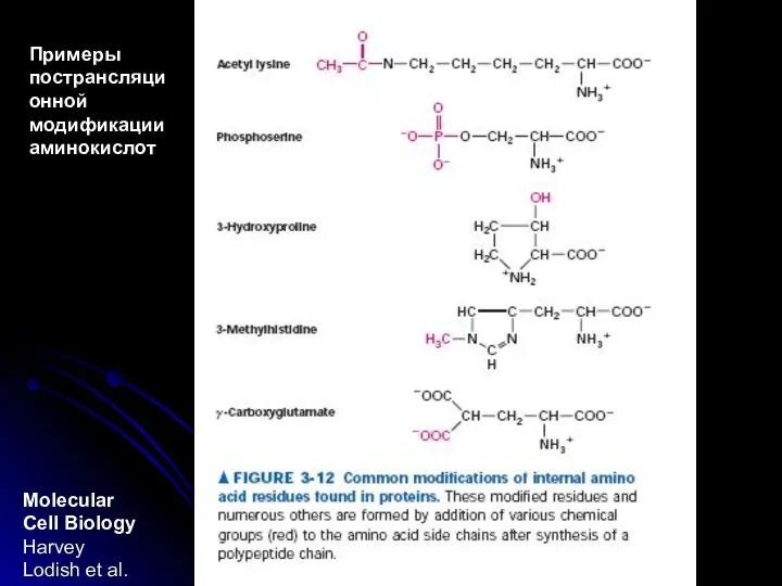 Molecular Cell Biology Harvey Lodish et al. Примеры пострансляционной модификации аминокислот