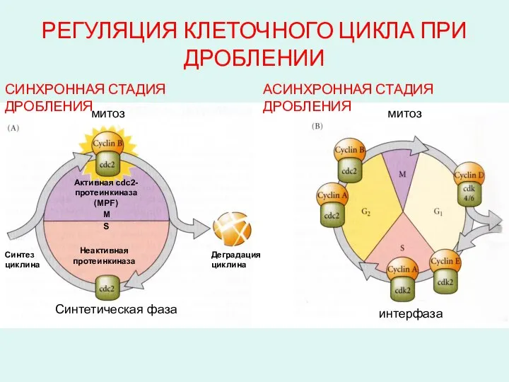 РЕГУЛЯЦИЯ КЛЕТОЧНОГО ЦИКЛА ПРИ ДРОБЛЕНИИ M S митоз Синтетическая фаза митоз