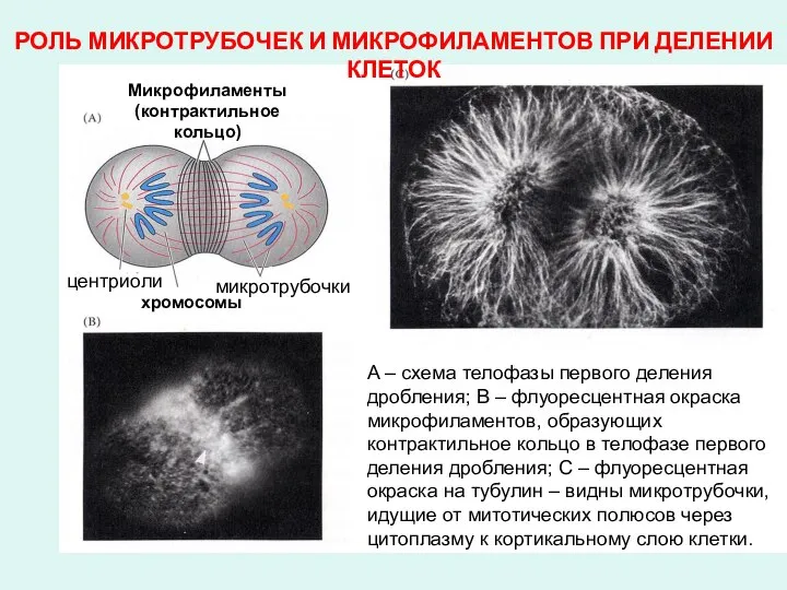 Микрофиламенты (контрактильное кольцо) центриоли микротрубочки хромосомы Микрофиламенты (контрактильное кольцо) центриоли хромосомы