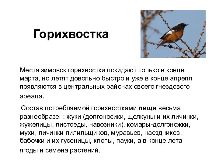 Горихвостка Места зимовок горихвостки покидают только в конце марта, но летят