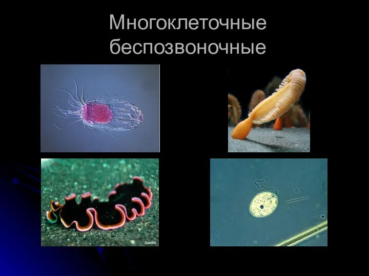 Многоклеточные беспозвоночные