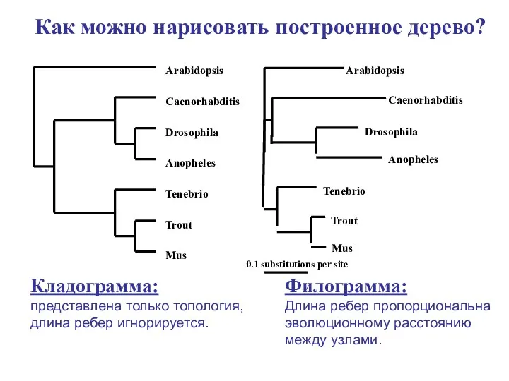 Филограмма: Длина ребер пропорциональна эволюционному расстоянию между узлами. Кладограмма: представлена только