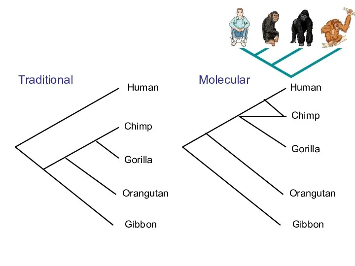 Human Chimp Gorilla Orangutan Gibbon Traditional Human Chimp Gorilla Orangutan Gibbon Molecular