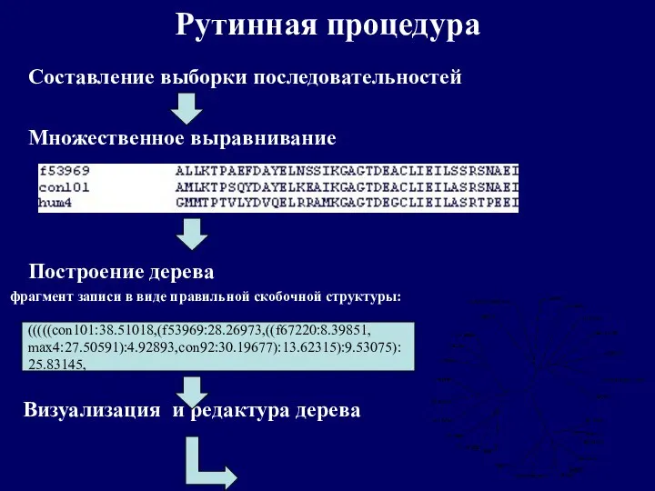 Рутинная процедура Составление выборки последовательностей Множественное выравнивание Построение дерева фрагмент записи