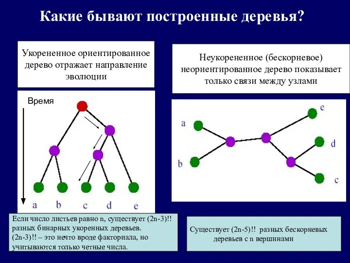 Какие бывают построенные деревья? Укорененное ориентированное дерево отражает направление эволюции Неукорененное